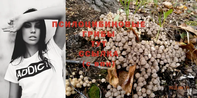 купить  цена  Хотьково  Галлюциногенные грибы Psilocybine cubensis 